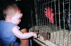 State Fair chicken.jpg